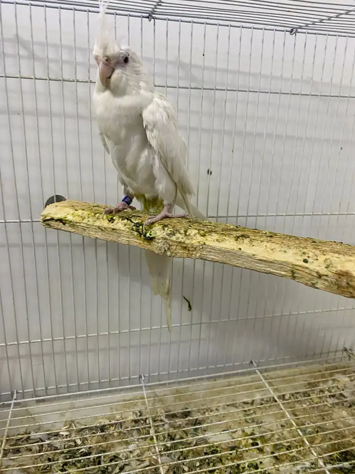 جوز كروان البينو 4