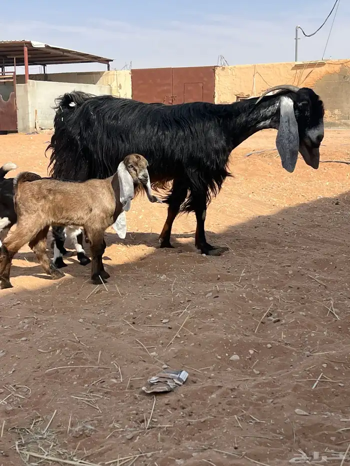 عنز متبع معها 2 جفره وتيس توها تامه. شبب 0