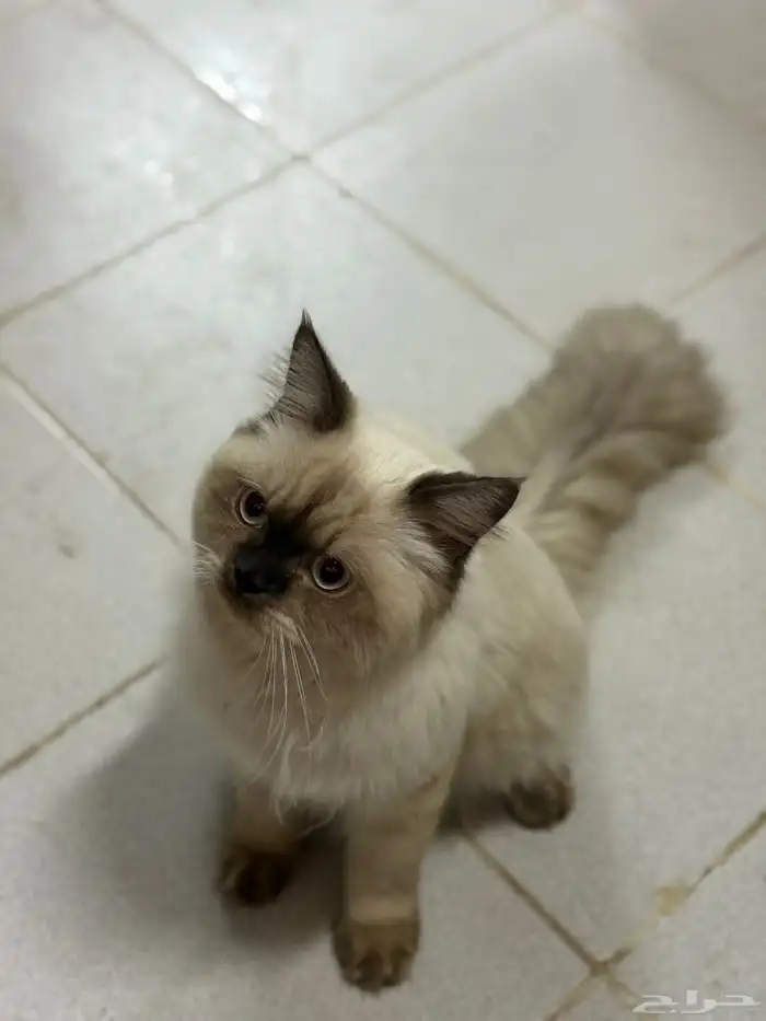 حي الاثايبة الشمالي 2