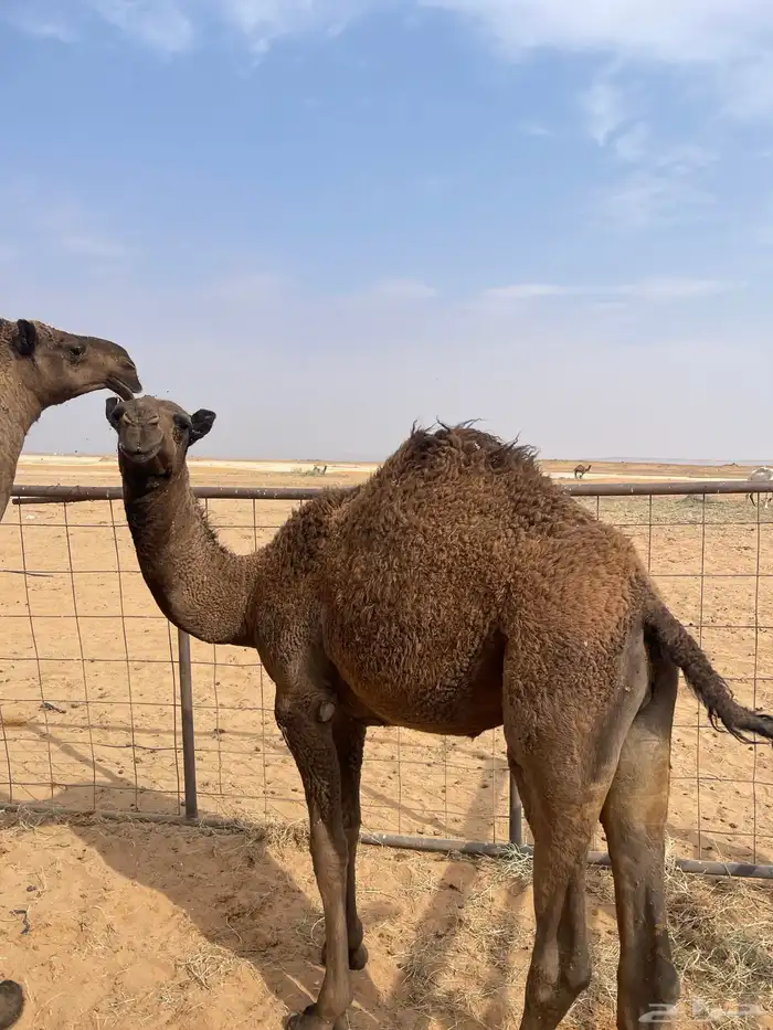 حاشي للبيع العمر 10 شهور 0