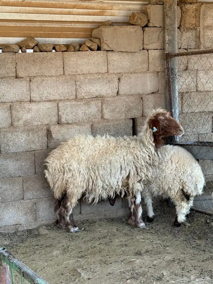 النعجة والد 1