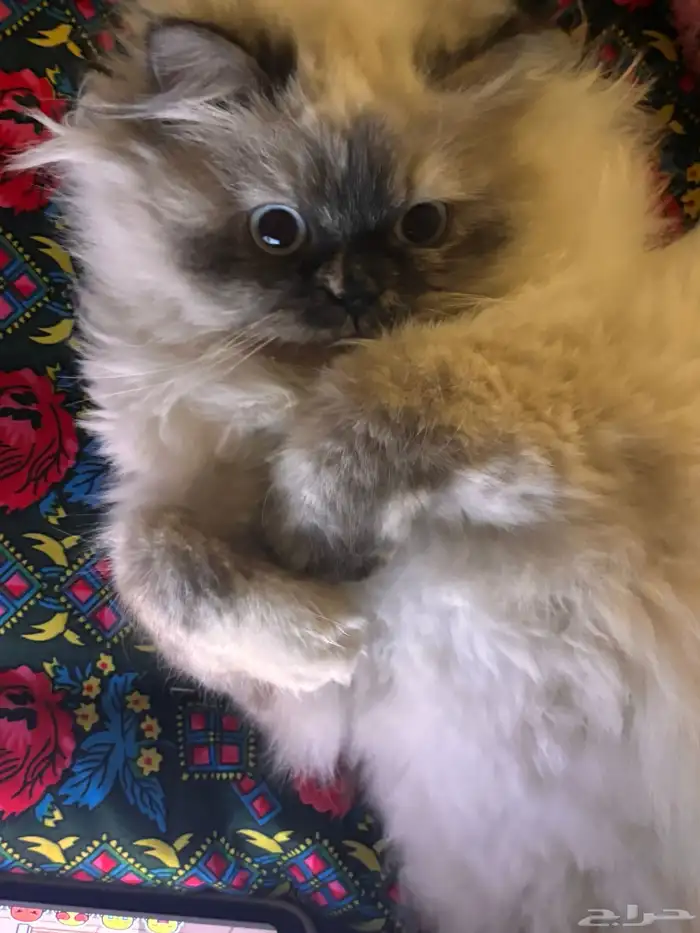 قطة مفقوده من شهر وانا ابحث عنها في العرفاء 1