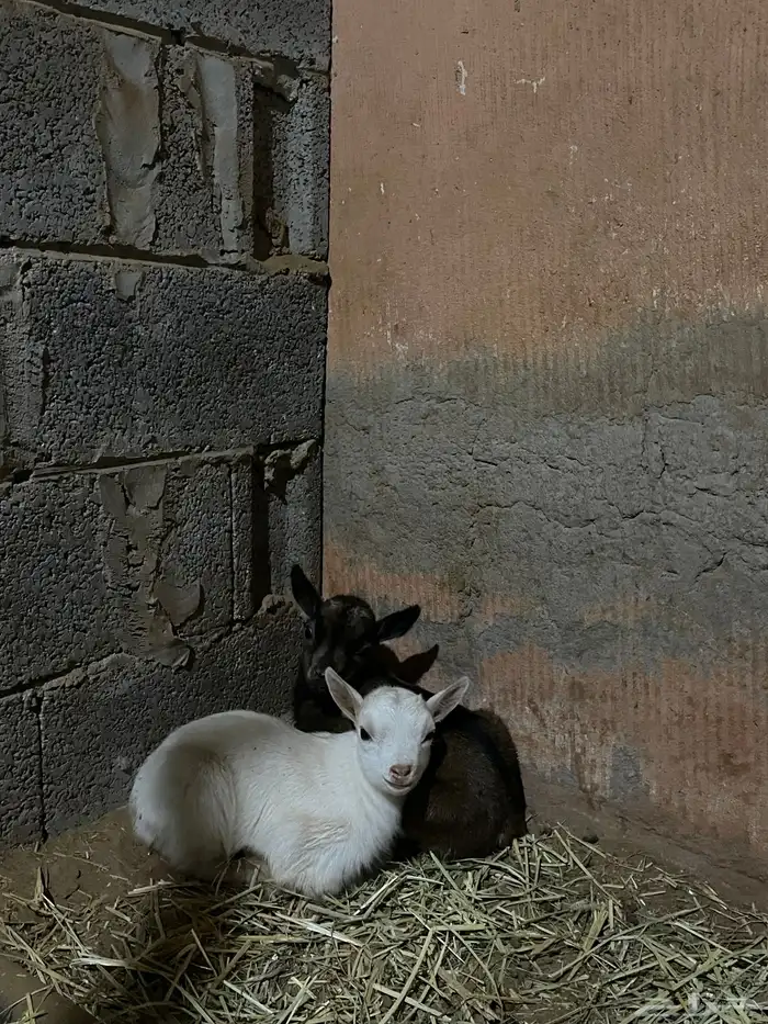 تيوس قزميات صغار 0