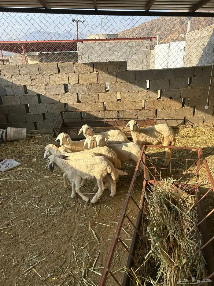 قلوه تهامه 3