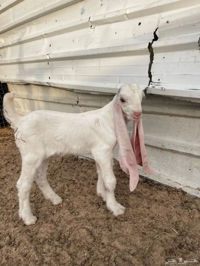 صنف فاخر مشروع فحل 1