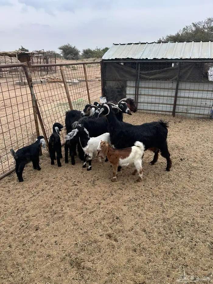 معزى خلفات متاومات 2