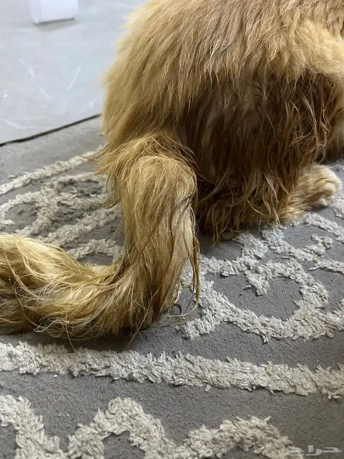 قط مريض تبني 2