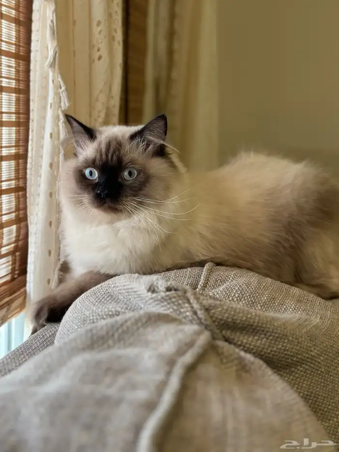 للبيع 700 ريال قط هملايا ذكر معقم 0