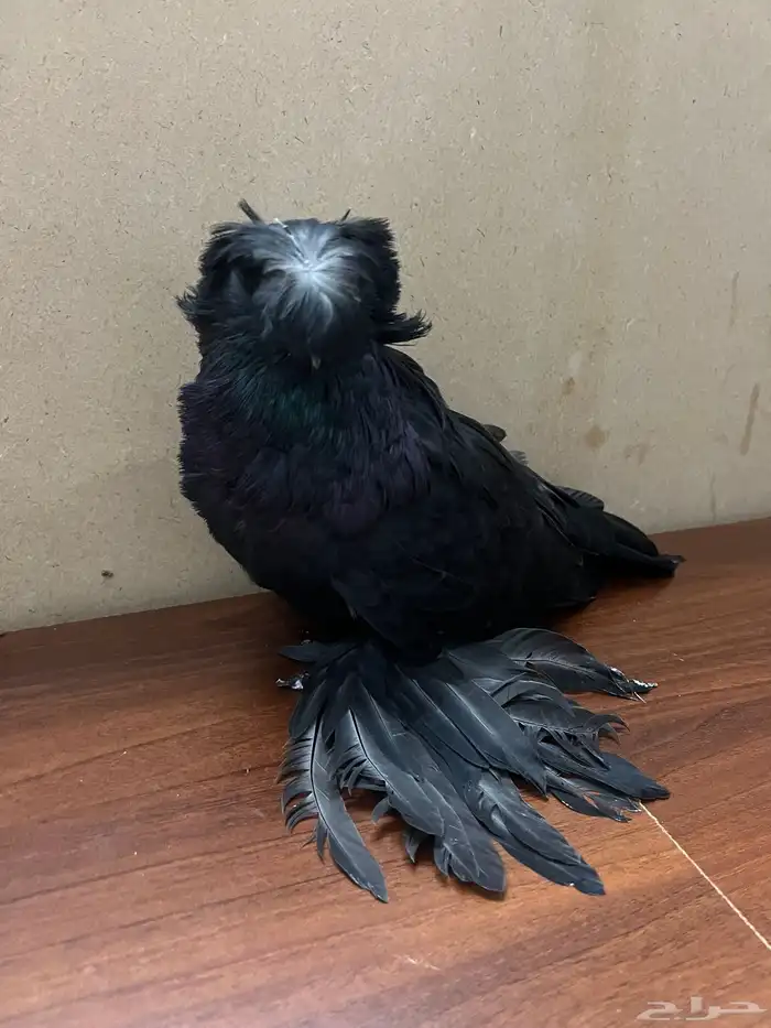 طير بخارى للبيع 0