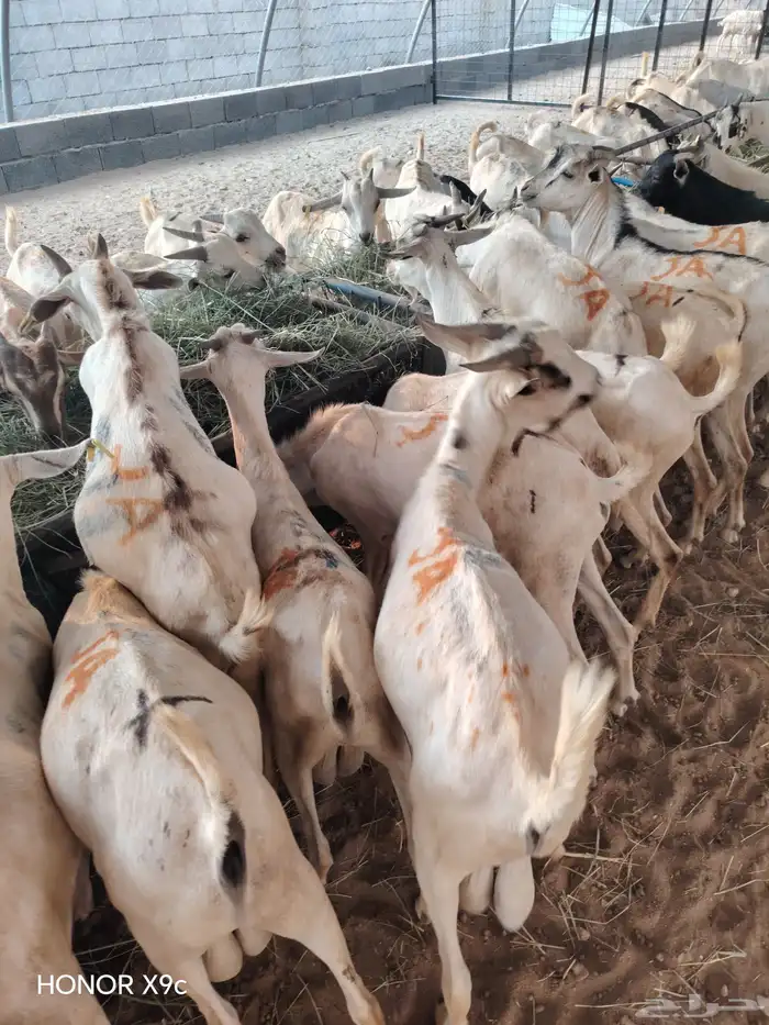 تيوس صومالية جذعان جملة وتفريد 0