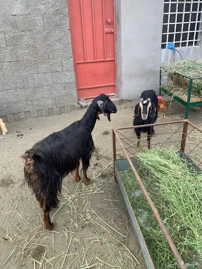 معزا ولد وقرايب 1