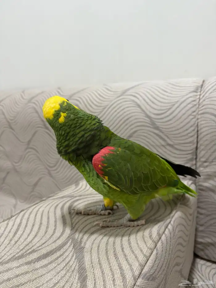 أمازون عمر سنة ومتكلم 1