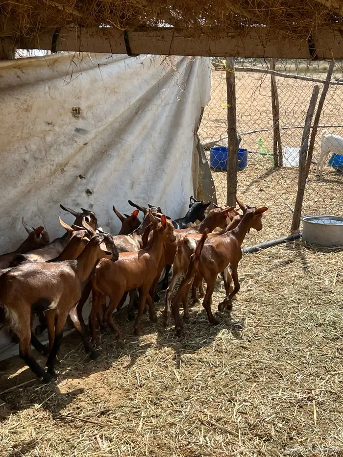 تيوس بلدي حمر فاخر 0