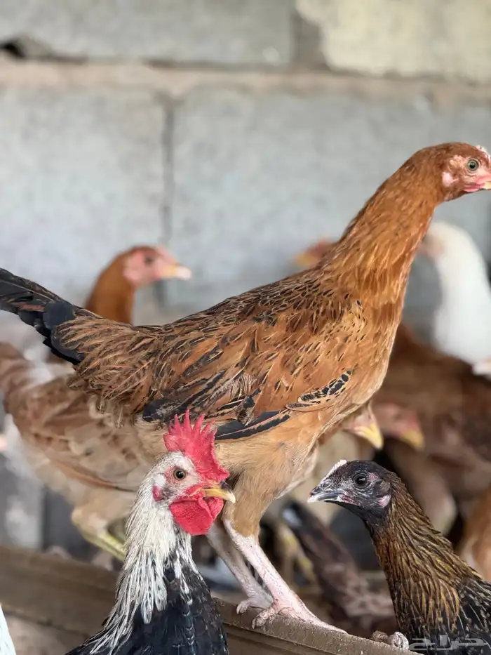 دجاج بشاير شي نظيف 2