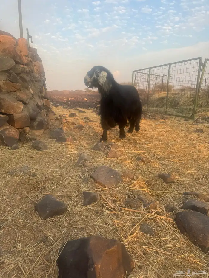 تيس فحل مشروط 6