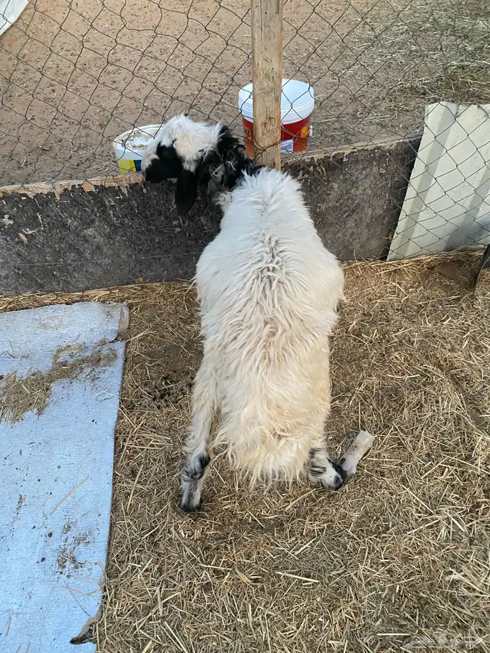 خروف فل الفل 1