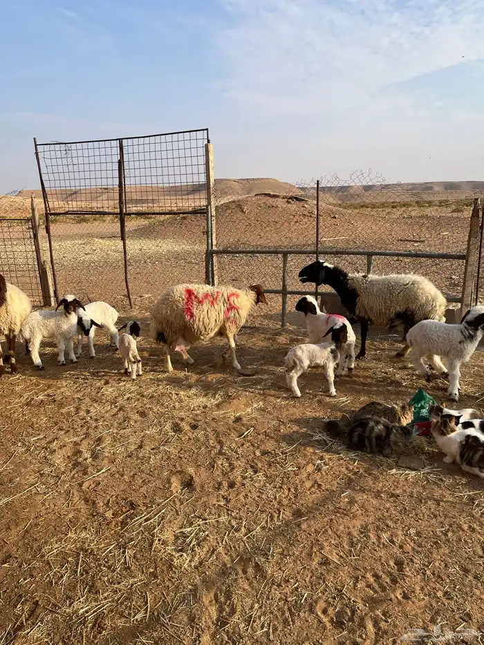 غنم نعيم طيبه مطافيل سن وديد شرط صحات وروم 0