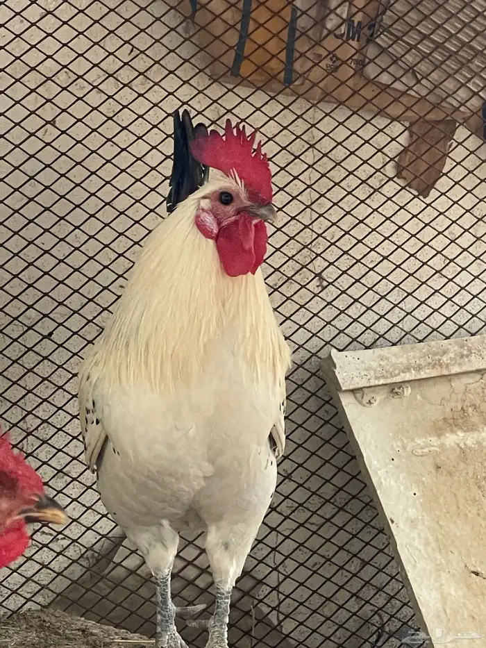 دجاج للبيع 0