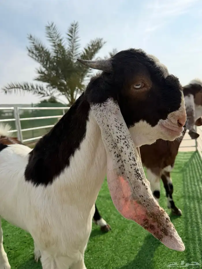 تيوس مطوره 1