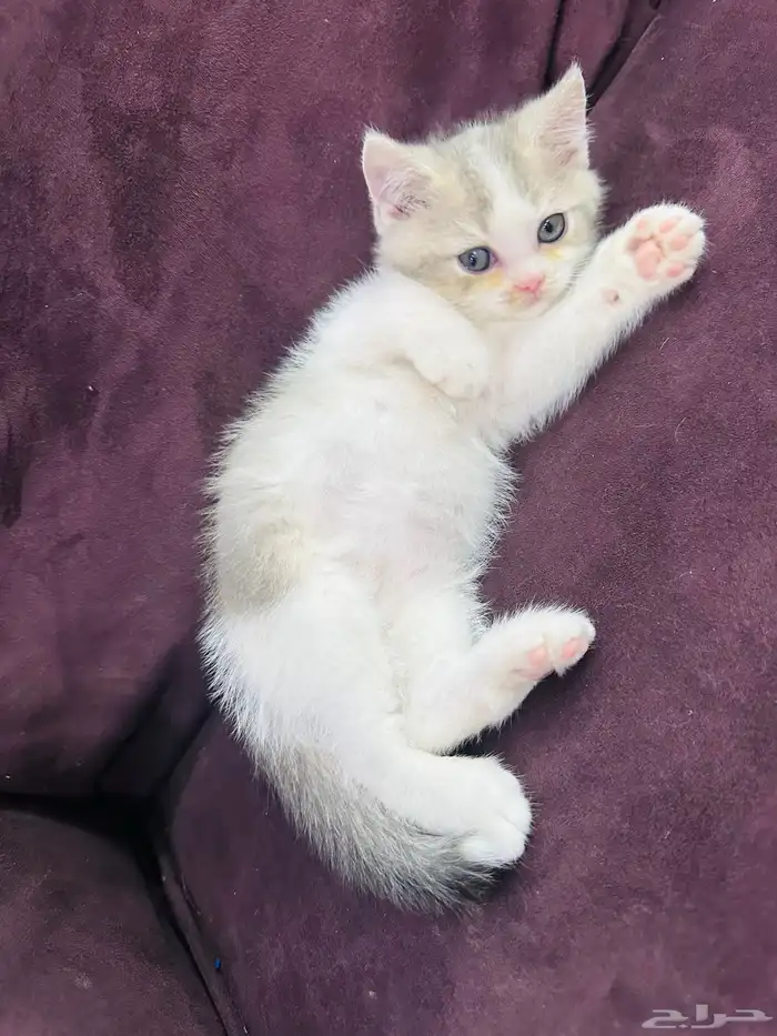 كيتن للبيع اناث وذكوره 2