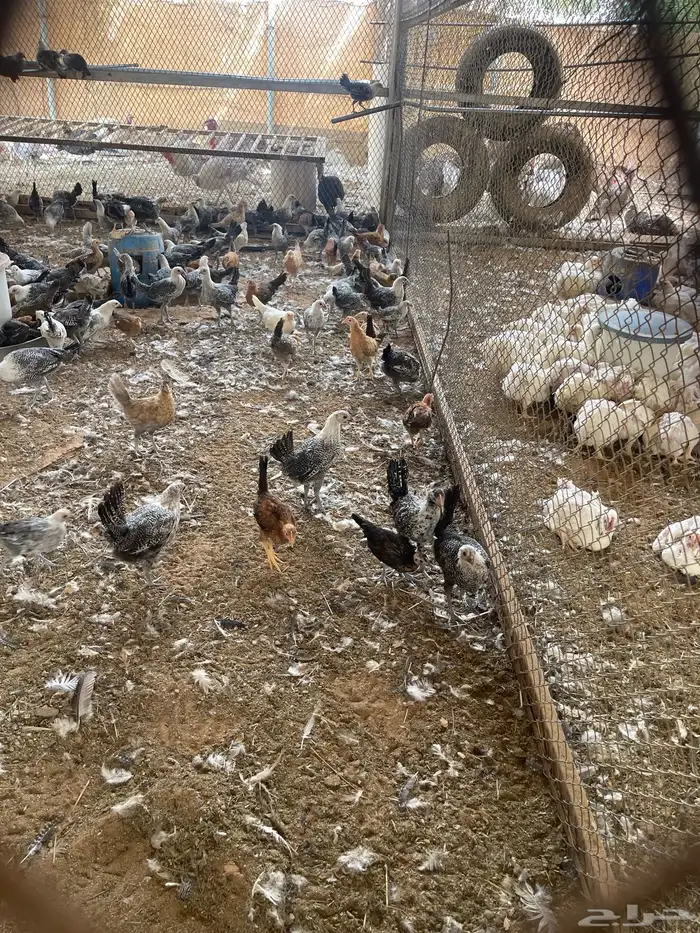 دجاج فيومي عمر 4 شهور 3