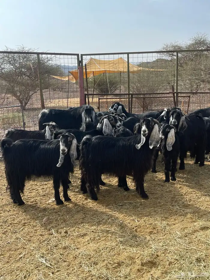 معزا ( تم البيع ) 13