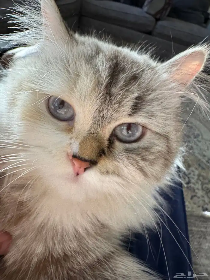 قطه بيضاء ضائعه بحي الروابي اللي يحصلها يتواصل 1