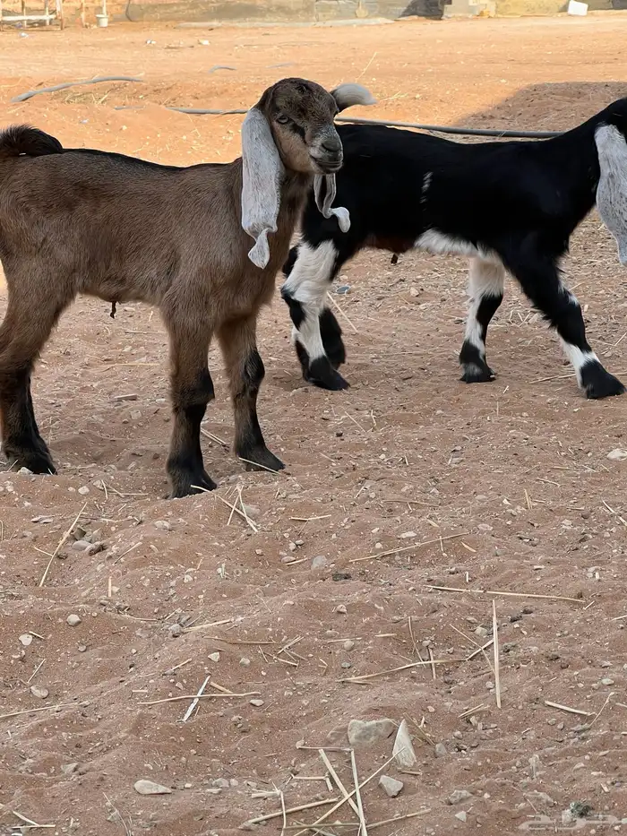 عنز متبع معها 2 جفره وتيس توها تامه. شبب 3