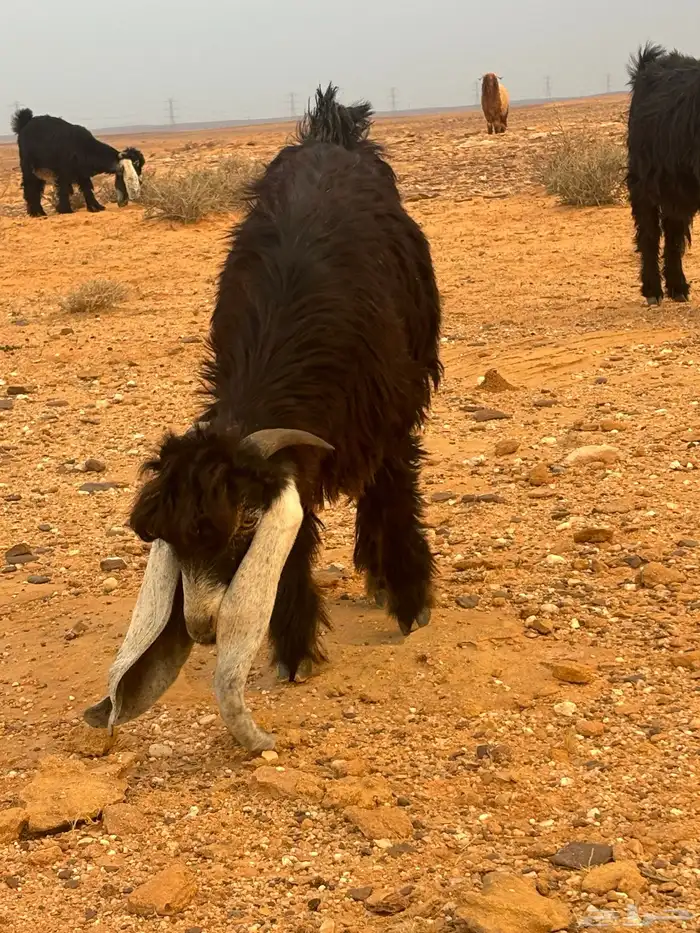 تيوس للبيع 5