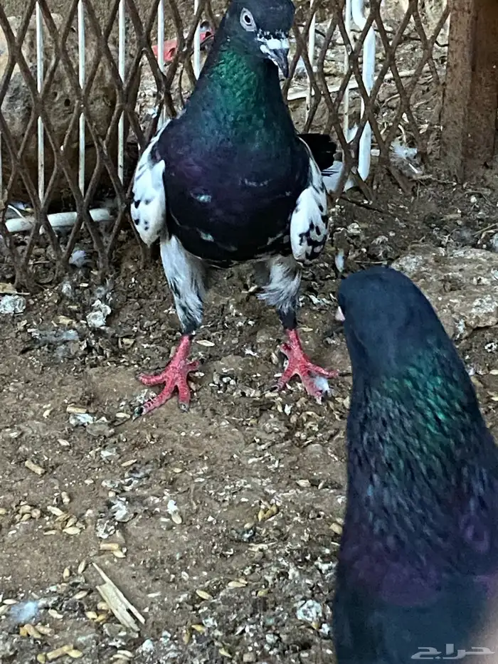 حمام رام بوري 0