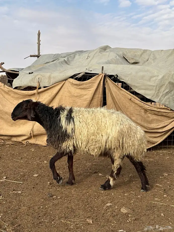 نعجة صنف مطفل نعيميه 1