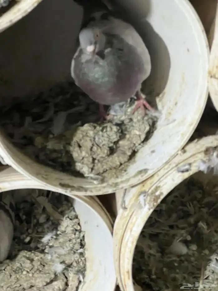 فروخ حمام سلفر 0