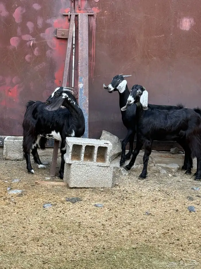 جفار من حلالي نظيفه 14