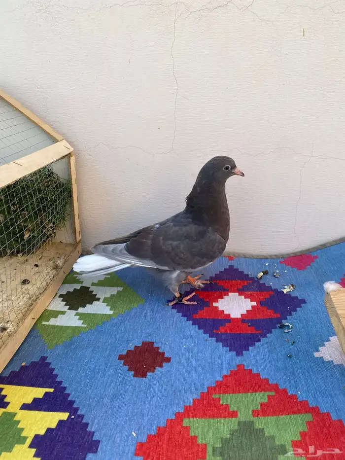 حمام قلابي طبه 1