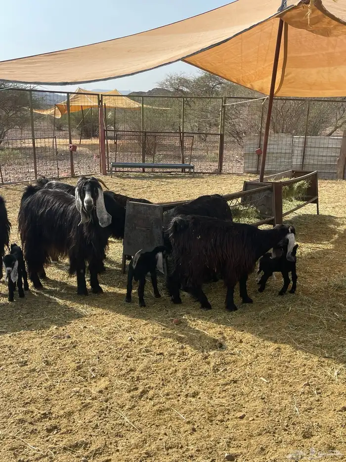 معزا ( تم البيع ) 2