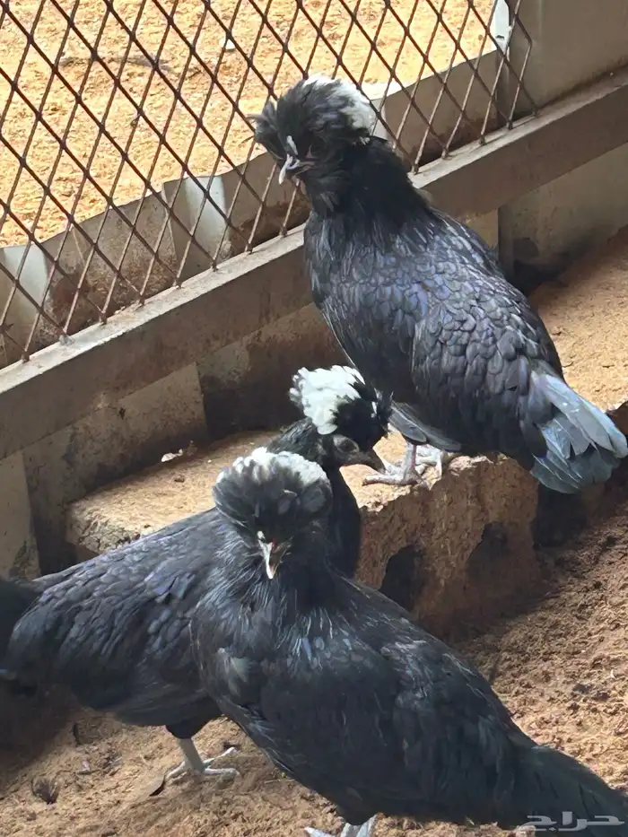 دجاج بلوشن أمريكي اسود 1