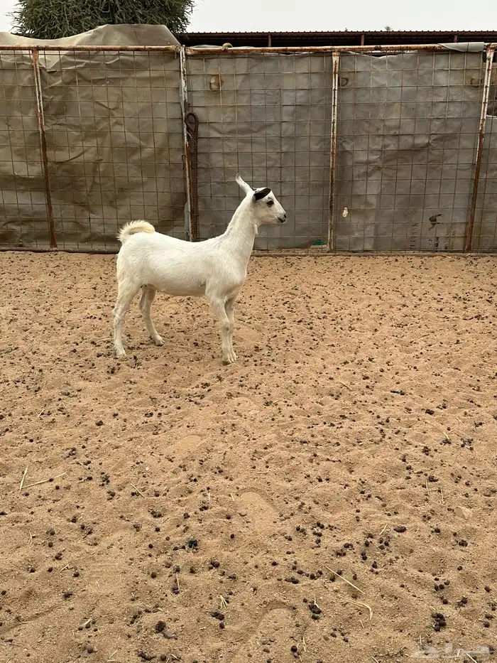 جفره بيشي العمر 4 شهور 2