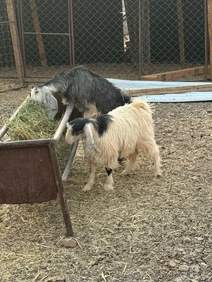 جفار عوارض أعمارهم 6شهور سمان ونظيفة ومقفله شحم إذا تبي تذ 0