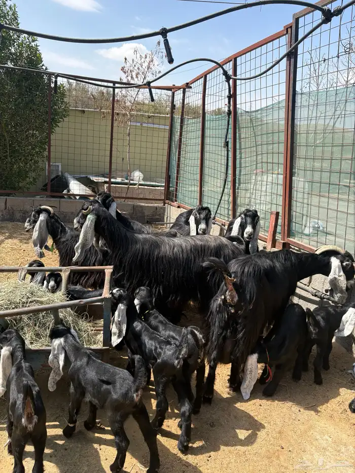 معزا عوارض صنف متاويم 8