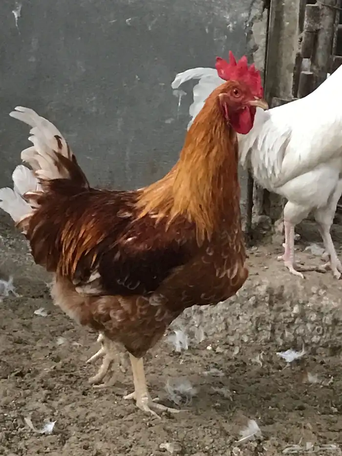 دياكه لوهمان براون بيور 0