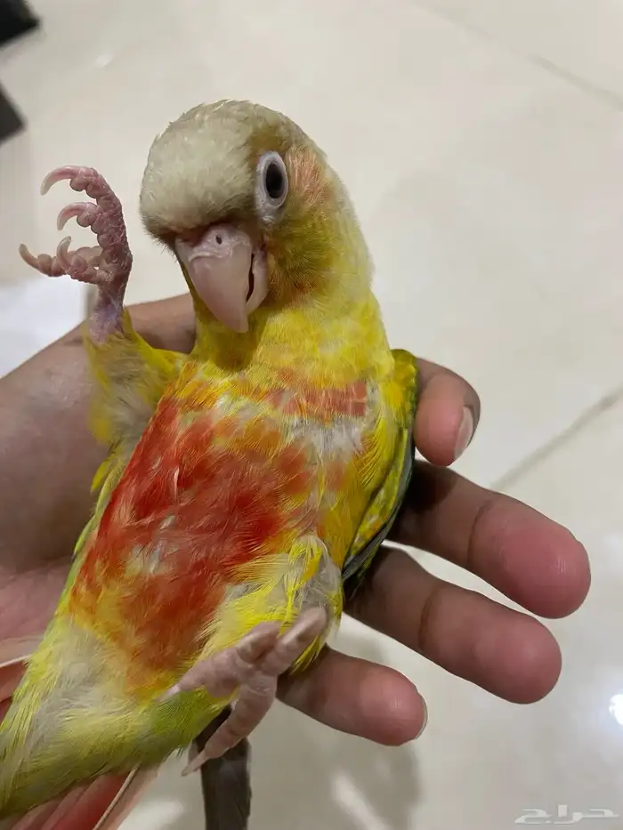 فرخ كنيور اناناس (تم البيع). 3