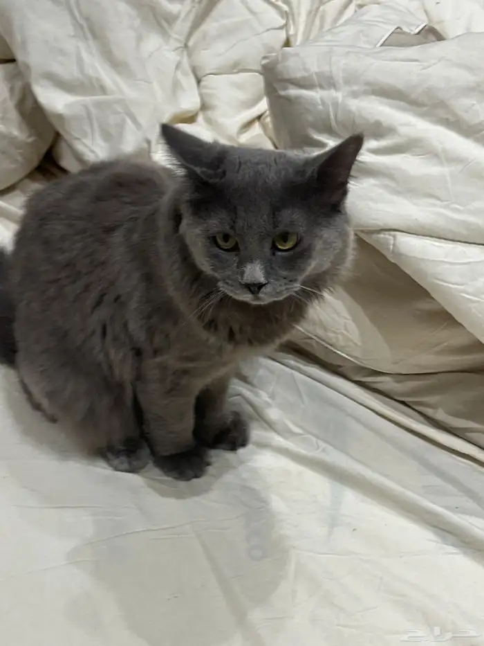 قطط للتبني كلهم متعقمين 2