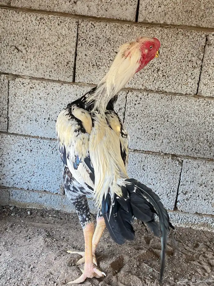 ديك فارسي العمر ودجاجه باكستانيه معاها 0