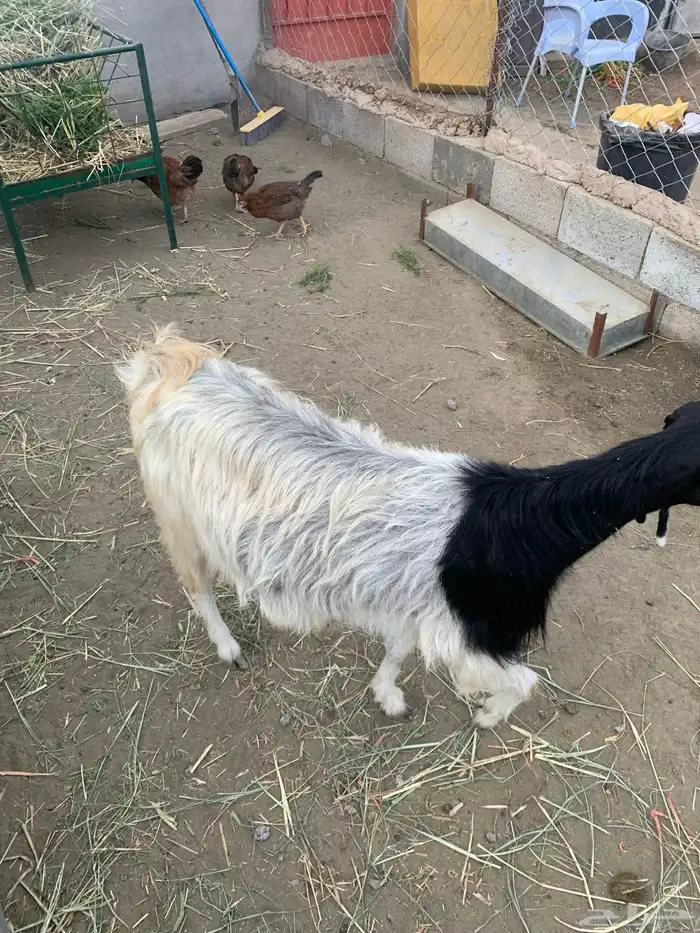 معزا ولد وقرايب 2