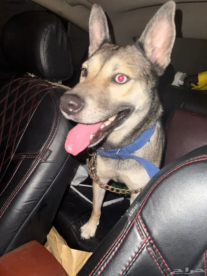 كلب بيتسكي 1