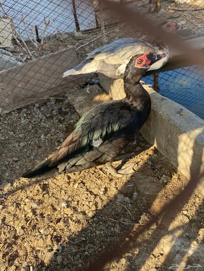 بط مسكوفي للبيع 1