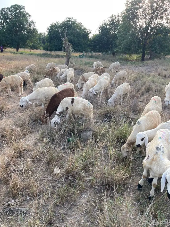 ذبايح سواكني 1