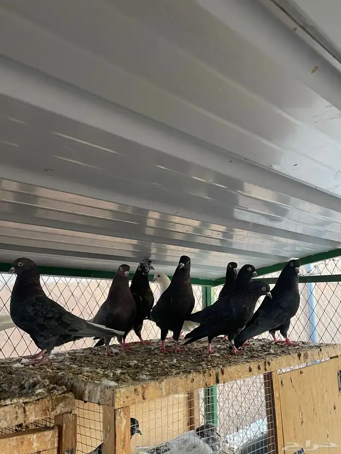 اعرض لكم حمام قطايف 5