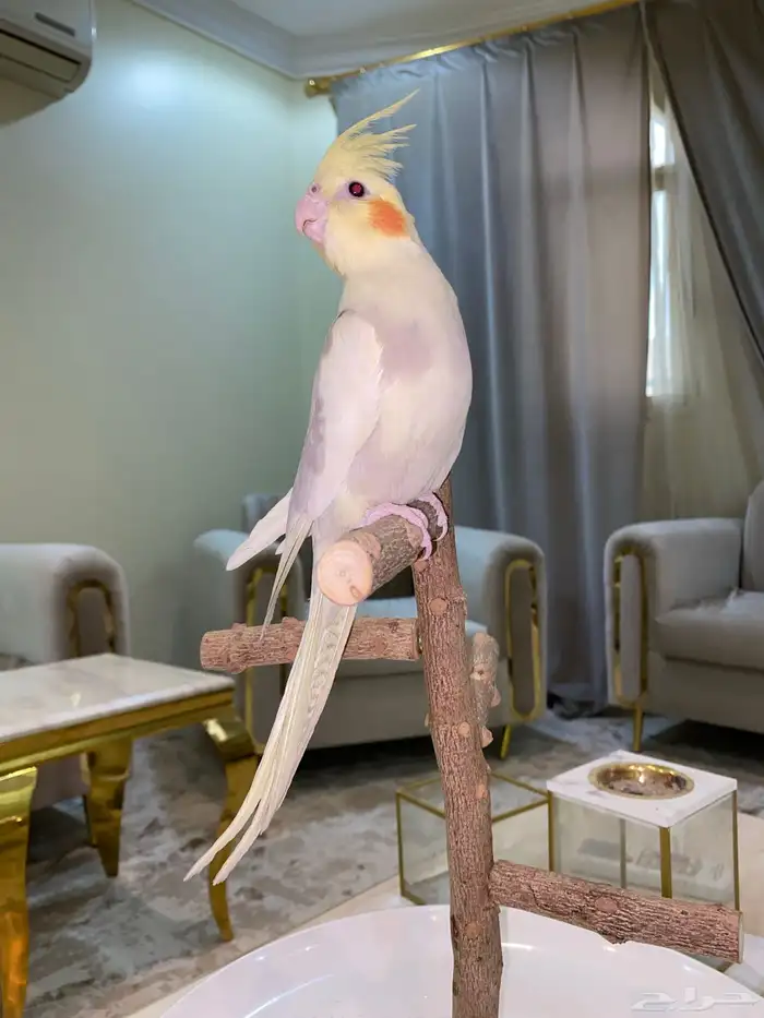 كروان اليف 0