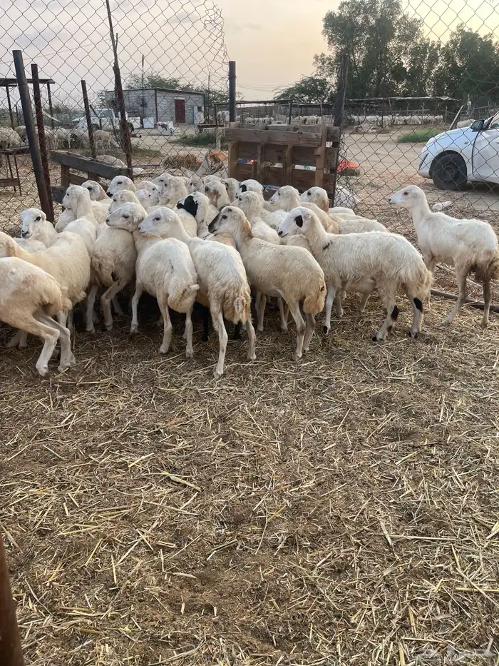 رخال بلدي رفيدي 3